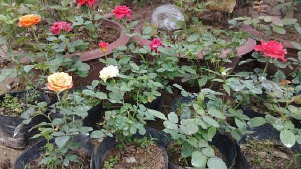 Lưu ý quan trọng khi trồng và chăm sóc hoa hồng